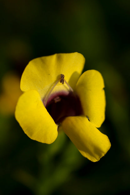 Delicately Yellow Photo Print