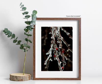 Frozen Thorns Photo Print