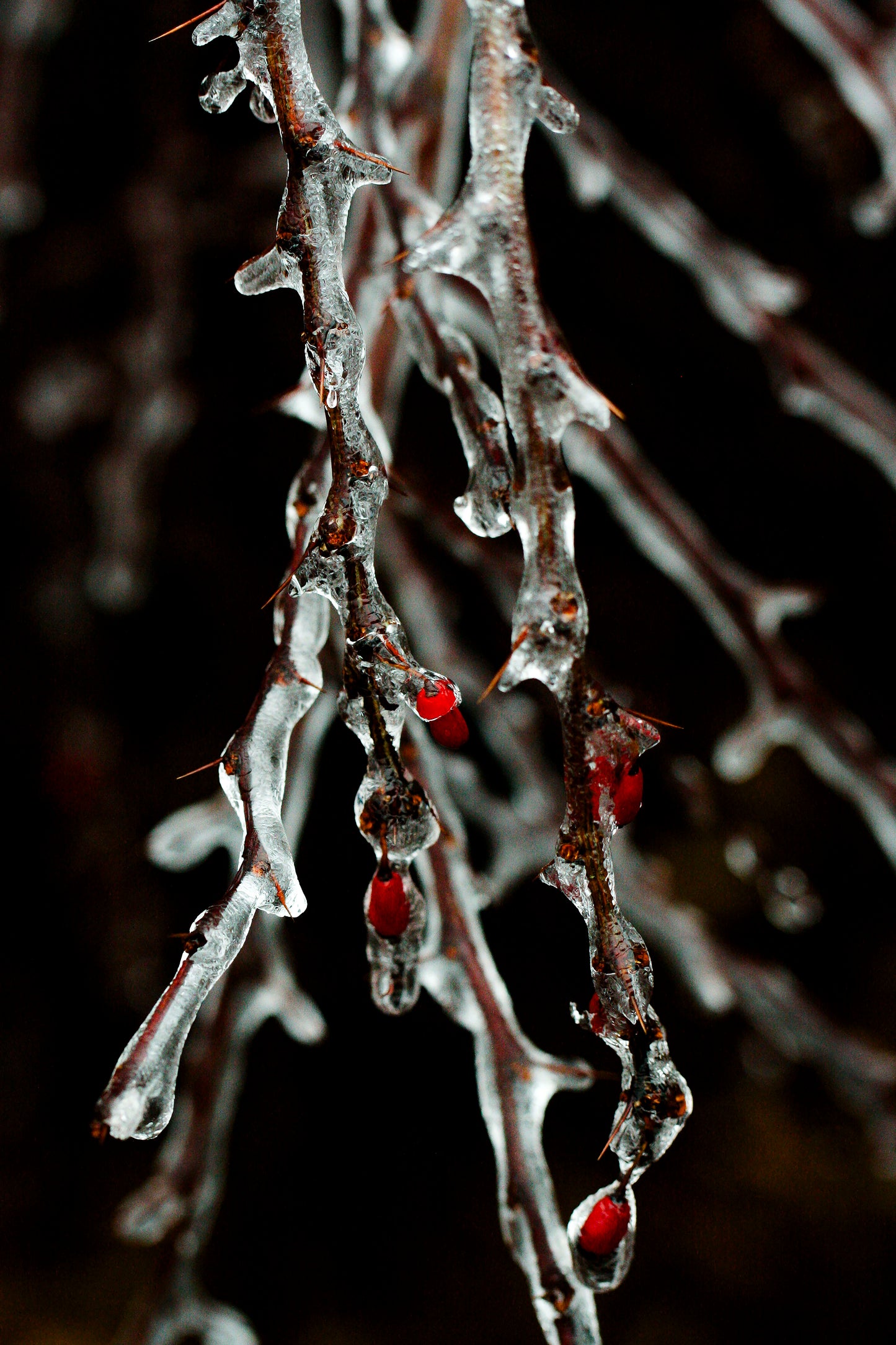 Frozen Thorns Photo Print