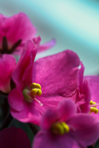 Fuchsia Photo Print