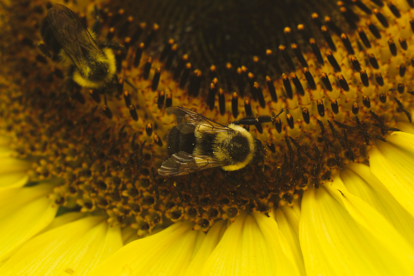 Pollen Collector