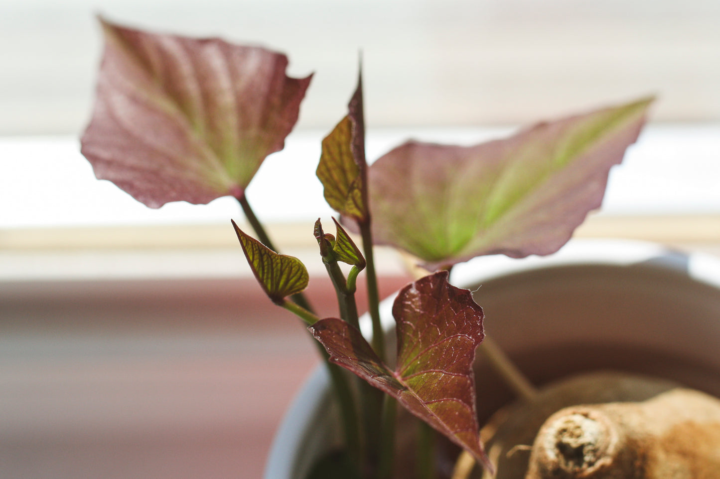 Sweet Potato Growth