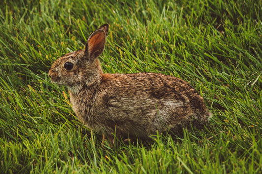 Bunny in the Grass